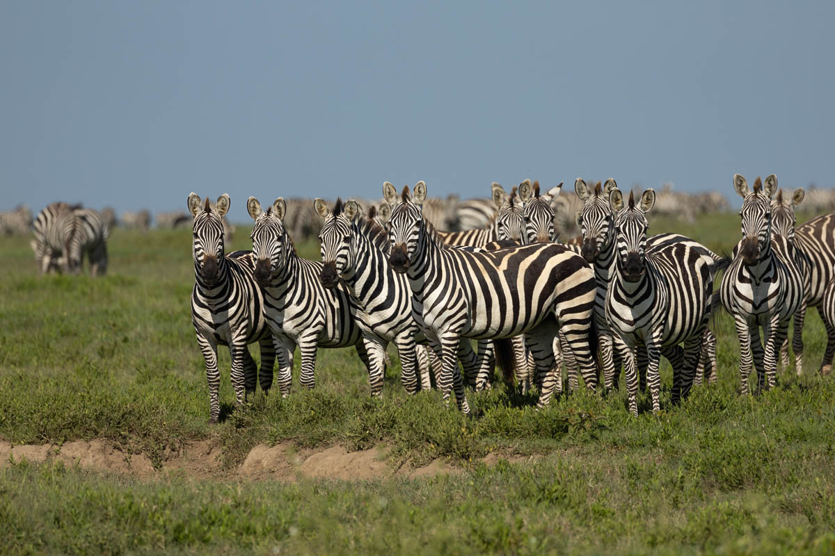 Wildebeest herd crossing during the Great Migration