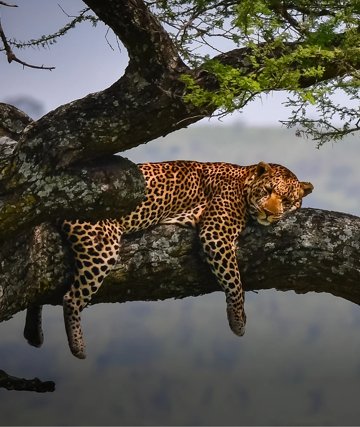 Serengeti
