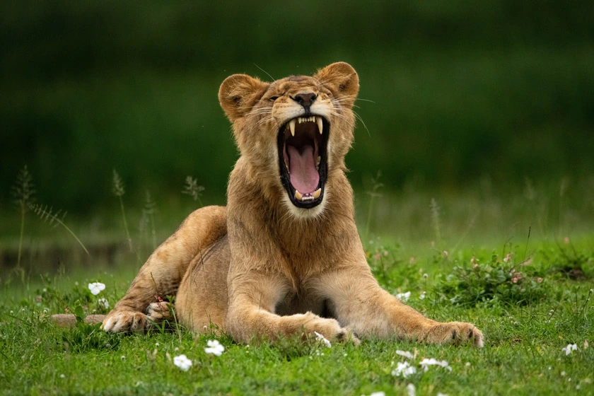 MAASAI MARA